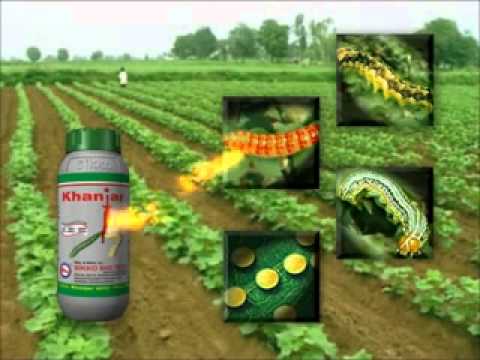 Sikko Yellow Khanjar Organic Pesticide, Packaging Size: 50 ml/100 ml/250 ml/500 ml/1 Lt/5 Lt