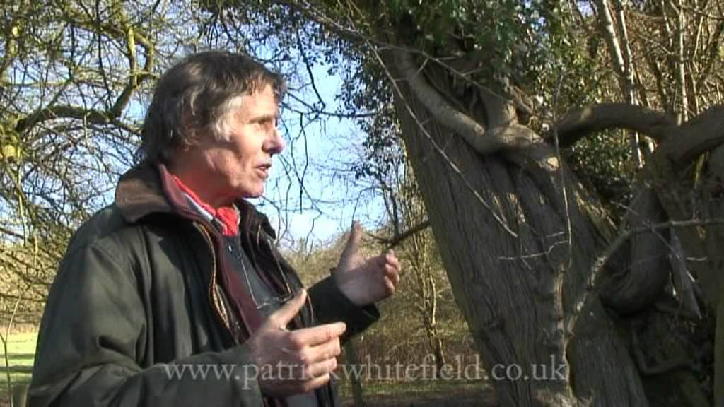 Tree Identification Walk Part 2 - YouTube