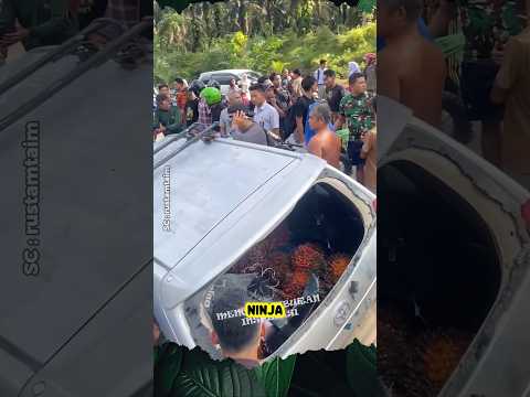 Cerdas, Ninja Sawit Pakai Mobil Rental Untuk Beraksi #shorts #buah #sawit #ninja