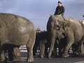 Ringling Bros And Barnum And Bailey Circus
