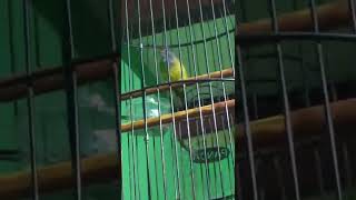 Download lagu Burung Sikatan Kepala Abu-abu Gacor Masteran Handal untuk Murai Batu mp3 Download lagu Burung Sikatan Kepala Abu-abu Gacor Masteran Handal untuk Murai Batu mp3