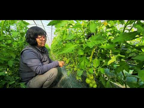 , title : '[한국게르마늄 농업방송]건강한 토마토 재배'