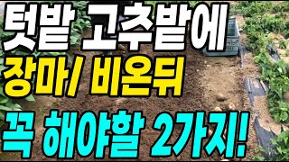 고추밭에 비온뒤 당장 꼭 해야할 2가지! 이것만 하면 고추농사 대박입니다
