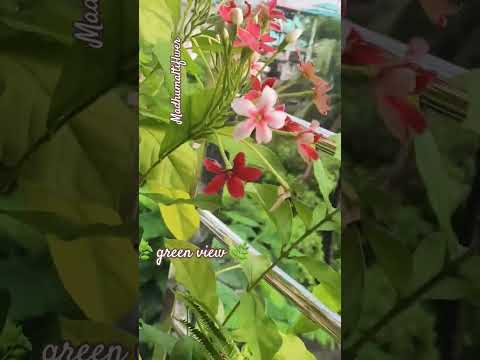 #love story #kumargaurav #vijeta panthit #bollywood #song #love #music #nature #flowers #bollywood🌿✨