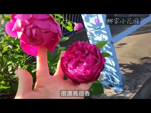 娜家小花园 开花性最好，最不容易盲枝的月季品种汇总