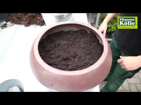 Dauerhafte Bepflanzung im Blumenkübel | Pflanzen-Kölle