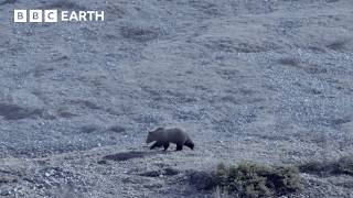 Will This Caribou Herd Survive? | Nature's Great Migrations | BBC Earth