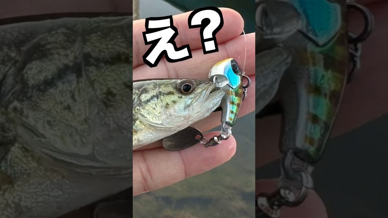 初めて釣った魚が極小サイズだったんだが笑 #バス釣り #fishing #釣り
