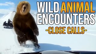 Amazing Wild Animal Encounters - Close Calls