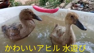 バリ島から　かわいいアヒルの子供　水遊び　おしりフリフリ