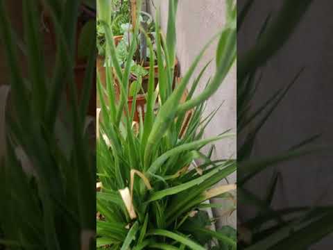 suganda raja in my terrace garden#terracegardening #flowers#plants