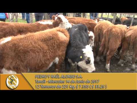 14-06-17 Venta de Machos - Pedro y Raul Alonso S.A. - Tandil