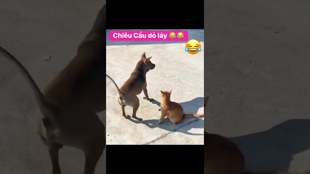 Tuyệt chiêu xoay mông đại pháp