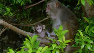 Monkey Mom & Their Mischievous Minies.