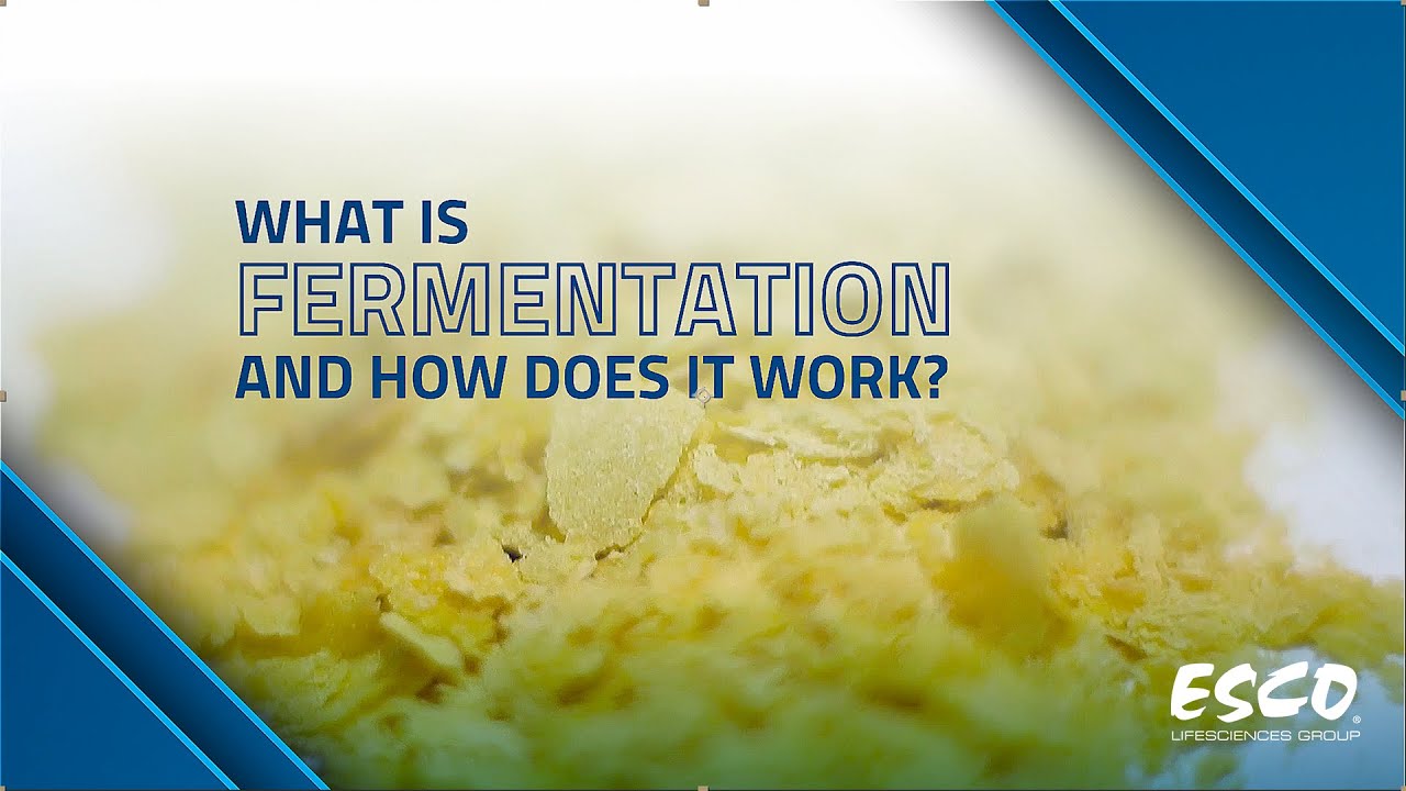 What Is Fermentation and How Does It Work? | Successful Fermentation Tips | Esco Lifesciences
