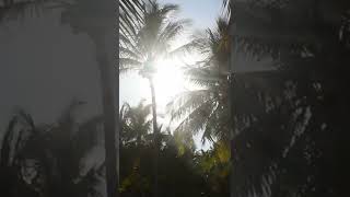 #Shorts Summer at Pandanus Resort