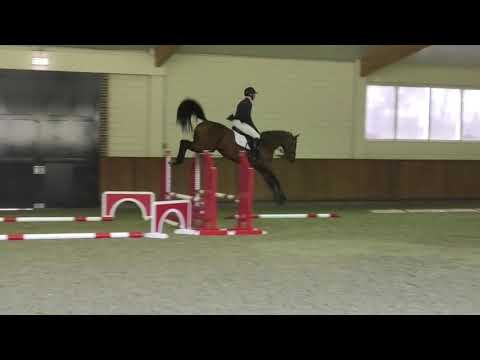 Quantico (Quiran x Cosido 2016)