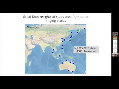 Dmitry Dorofeev: Khairusova-Belogolovaya estuary as a key place for long-distance migrating waders
