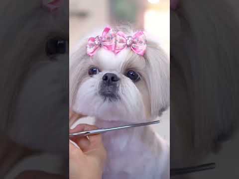 Successfully transforming into a pretty Shih Tzu puppy!🐶❤️