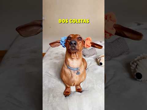 Which one is your favorite! 😂 #shorts #reels #dachshund #viral #subscribe #doglover #dachshund #dogs