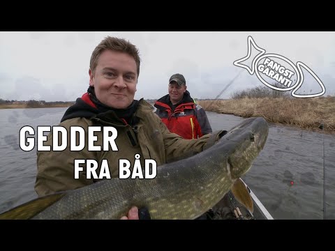 Geddefiskeri med Fangstgaranti