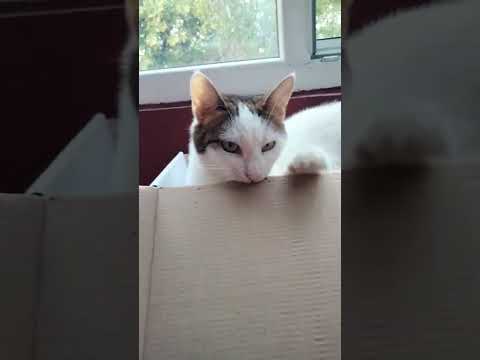 Cat eating cardboard