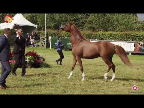 N 60 EVANGELOS K A    2020 ELRAN ARABIAN CUP   Stallions 4 7 years old Class 11