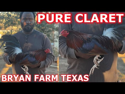 TEXAS !! Pure Claret Ronnie Bryan Farm - Beautiful Birds 💯‼️ Farm Visit