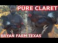 TEXAS !! Pure Claret Ronnie Bryan Farm - Beautiful Birds 💯‼️ Farm Visit