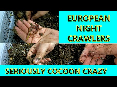 EUROPEAN NIGHT CRAWLERS- COCOONS!!
