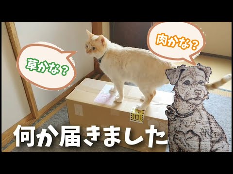 youtube-動物記事2024/02/15 10:21:27