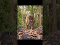 Mohanlal Goosebumps Tiger Action Scene Tollywood Talkies Short Vairal Foryou Youtube