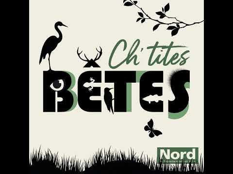 La grenouille rousse, un batracien qui ne manque pas de panache