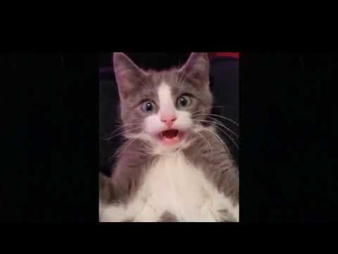 CATS will make you LAUGH YOUR HEAD OFF   Funny CAT compilation 😂😂