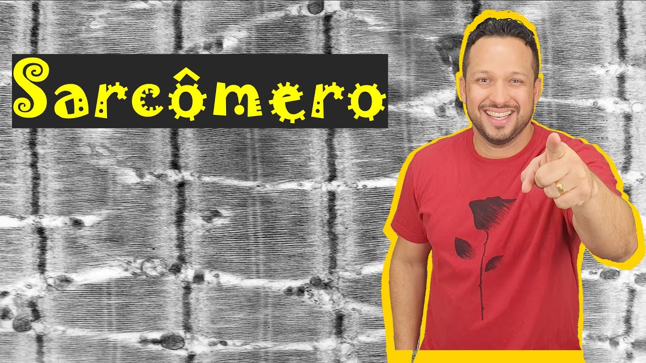 Sarcômero - Conceito e Função - Contração Muscular - Tecido Muscular - Histologia Animal