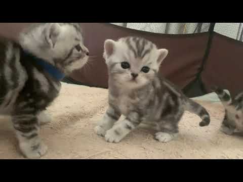 Anahata Kittens - Taj