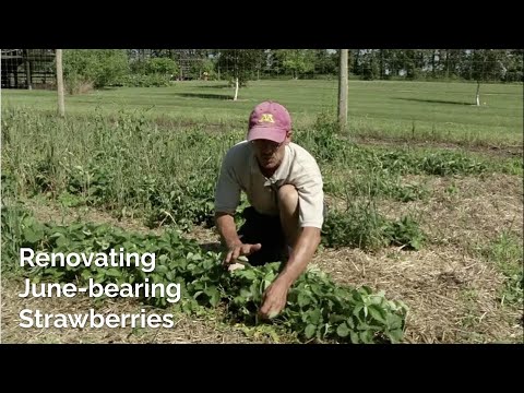 Renovación de final de temporada de fresas | Extensión de la UMN