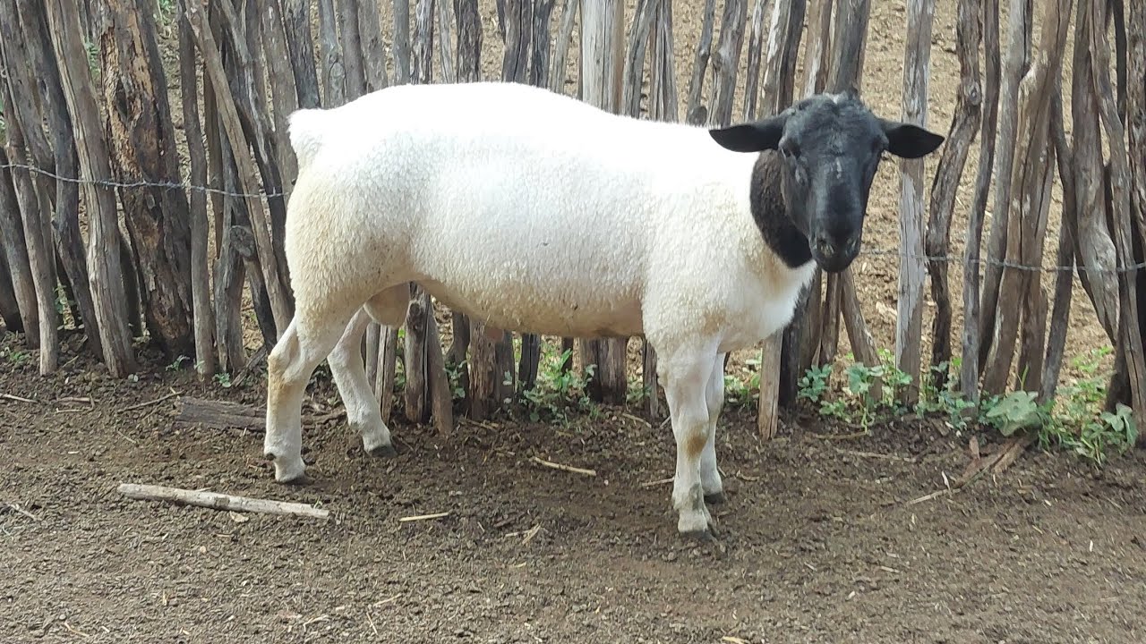 rebanho de ovelhas da raça #dorper recebendo refeição do final do dia