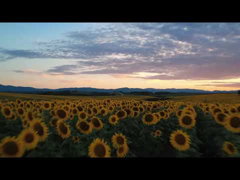 Sunflower Fields in Bosnia – Rujnica, Cazin | DJI Mini 4K Drone