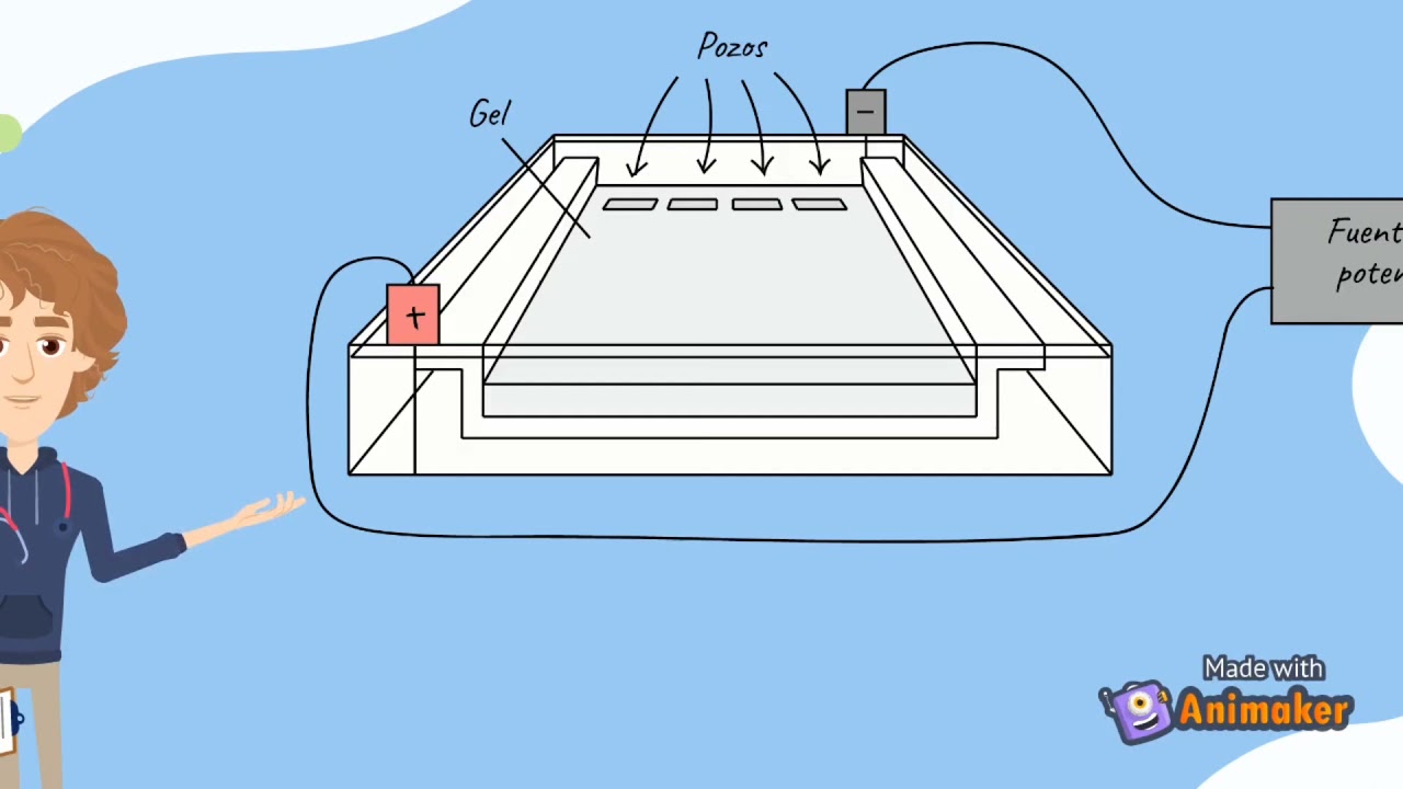 ¿Qué es una electroforesis?