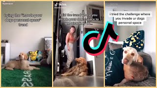 Invading Your Pet's Personal Space [TikTok Challenge]