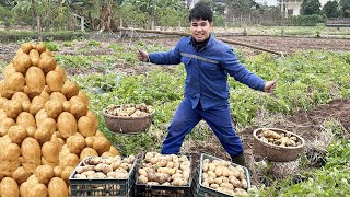 Harvesting Potatoes and Red Radish goes to countryside market sell - Cooking | Anh Farm