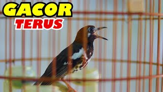 Download lagu ANIS KEMBANG NGEROL NEMBAK, MASTERAN ANIS KEMBANG FULL ISIAN mp3 Download lagu ANIS KEMBANG NGEROL NEMBAK, MASTERAN ANIS KEMBANG FULL ISIAN mp3