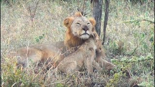 Male lions bonding with cubs