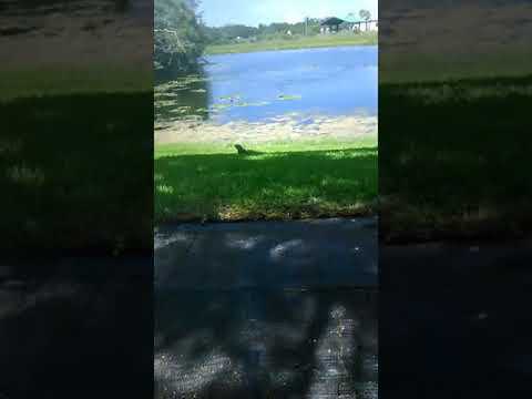 Life Of Mr Green Whips Alot part 1