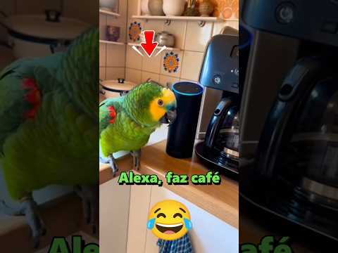 Alexa não aguenta mais esse papagaio 😂🦜