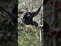 Siamang Apes at the Houston Zoo