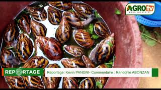 Installation d'une escargotière à Gabiadji dans le departement de San-Pedro