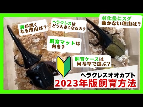 ヘラクレス・ダイナスト