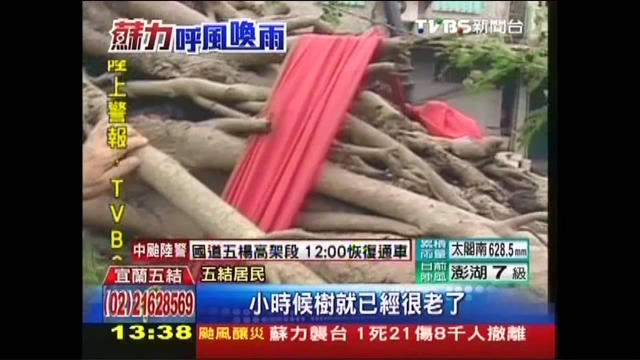 蘇力颱風/轟!不敵強風 宜蘭200年老樹應聲倒